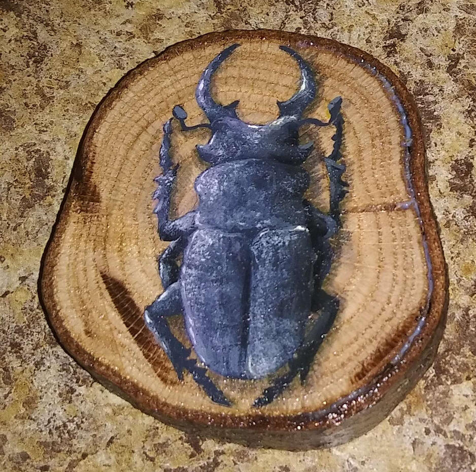 Stag Beetle (Lucanidae)