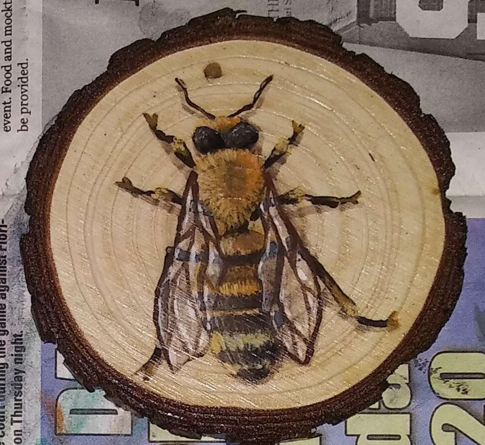 Drone Bee (Apis Mellifera)