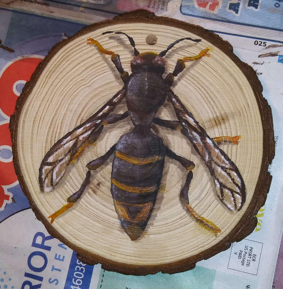 Yellow Legged Hornet (Vespa Velutina)