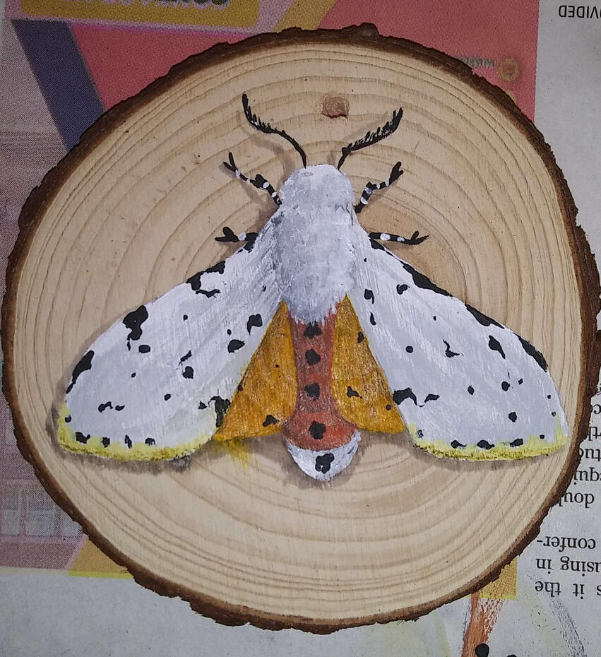 Saltmarsh Moth (Estigmene Acrea)