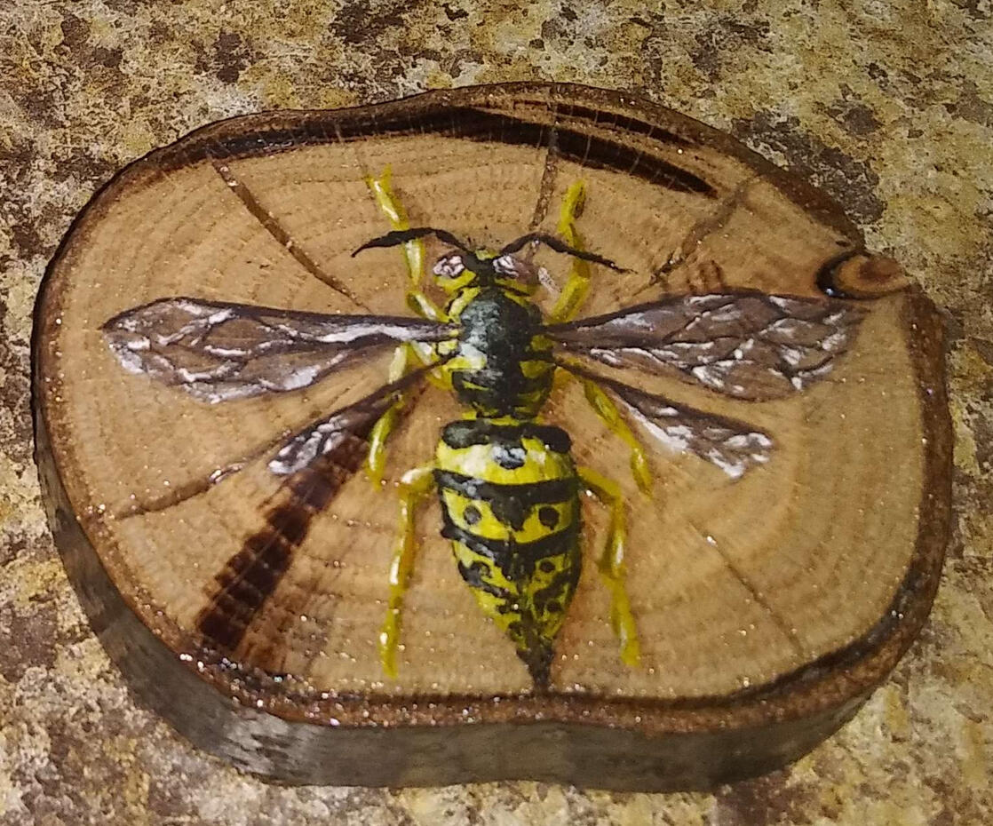 Wasp (Species Unknown)