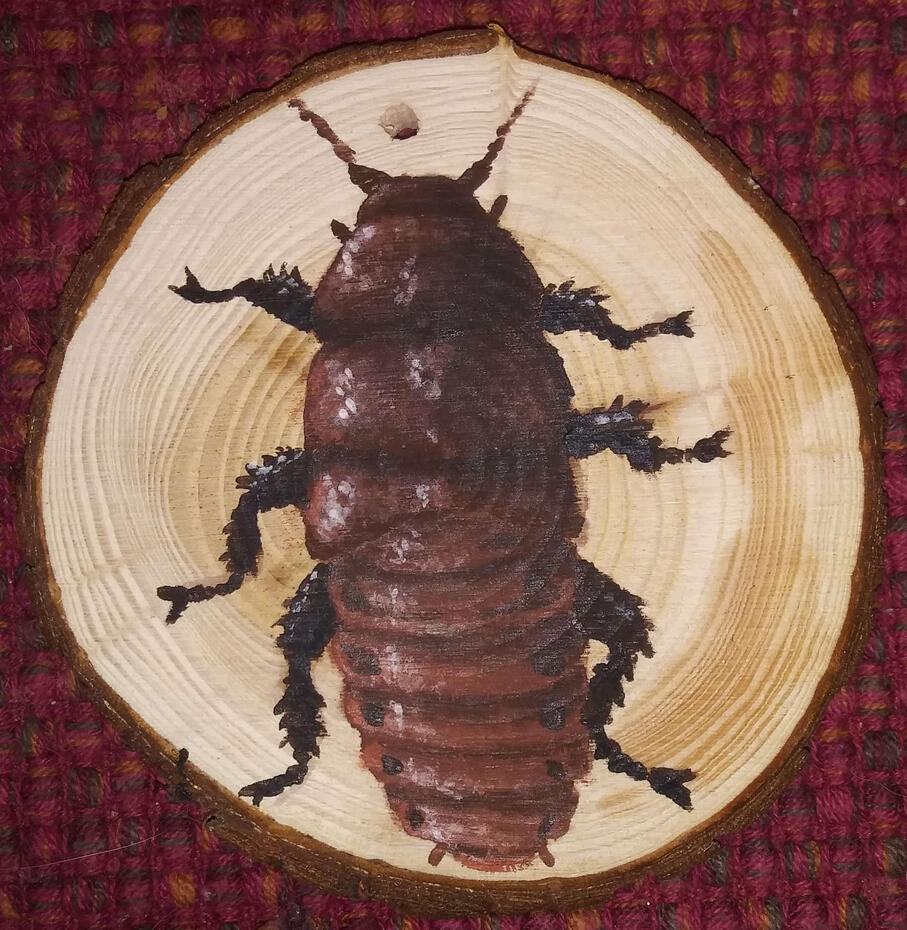 Madagascar Hissing Cockroach (Gromphadorhina Portentosa)